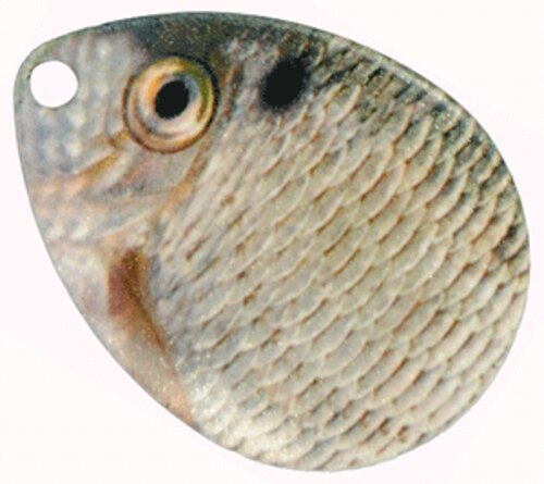 TrueImage Baitfish Colorado